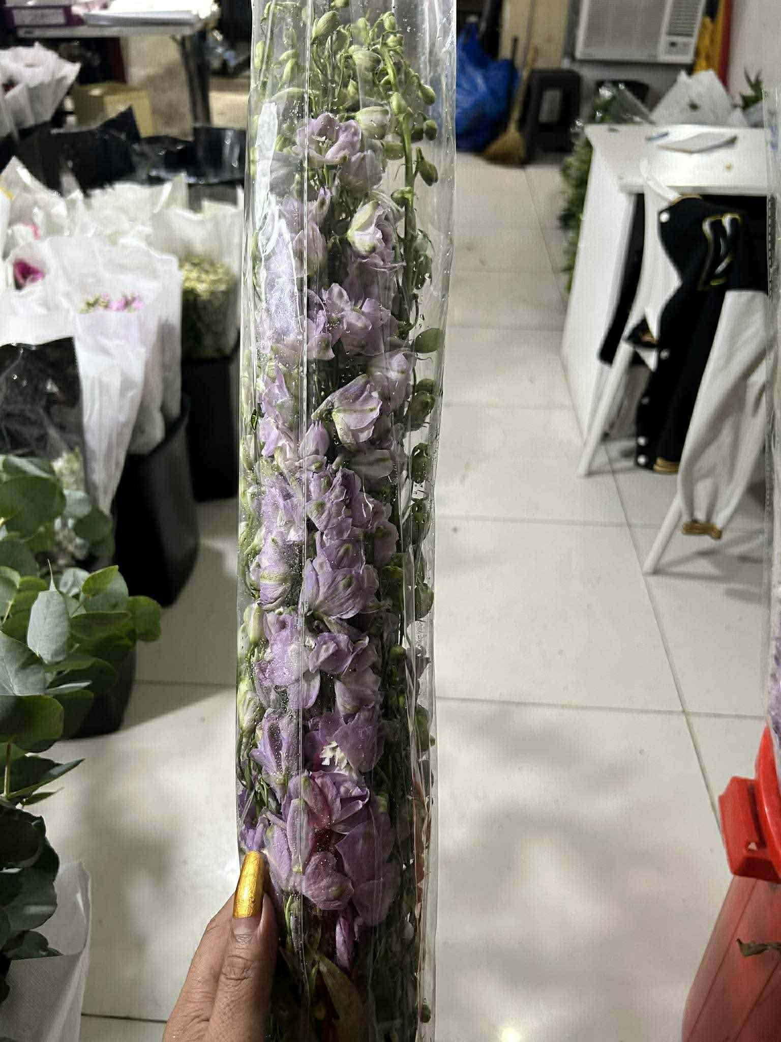 Delphinium - Purple