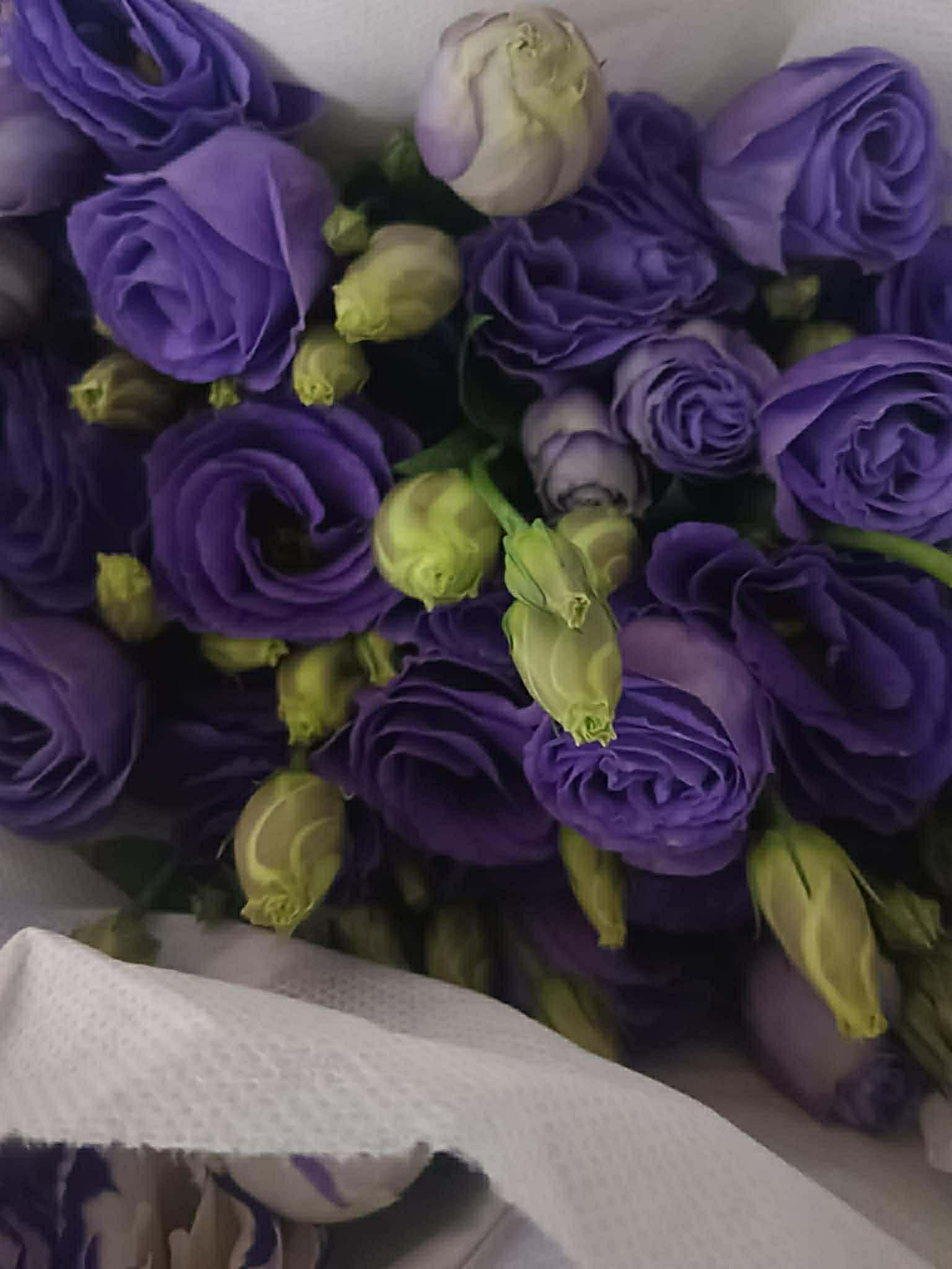 Purple - Rose