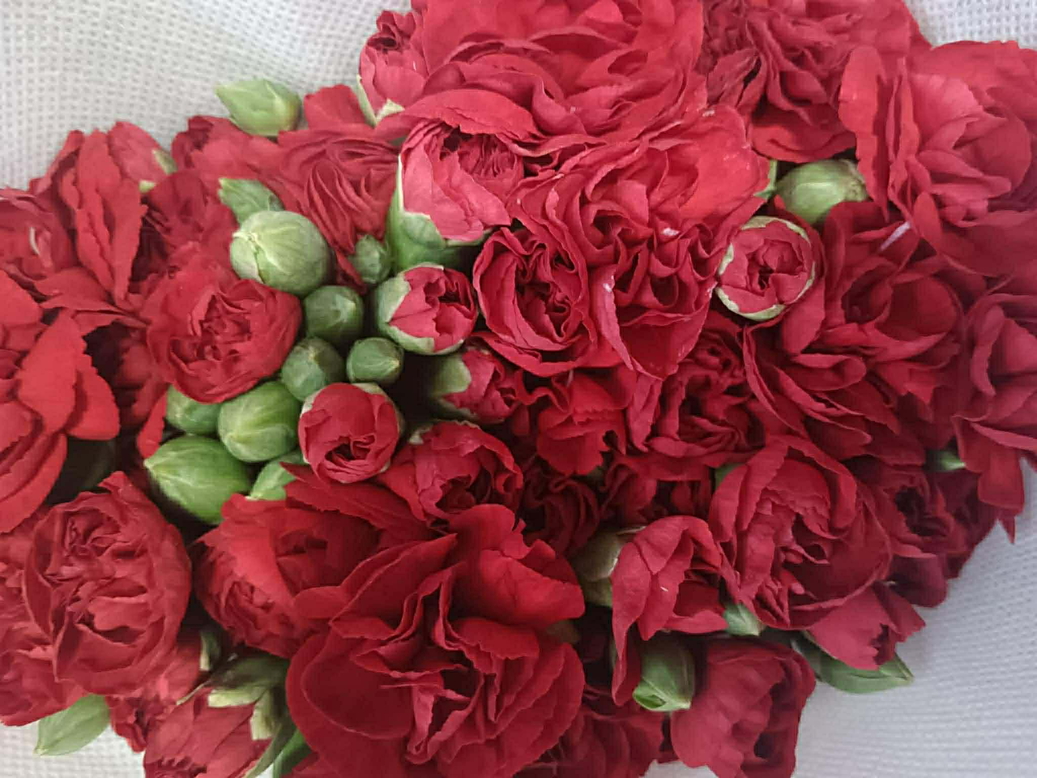 Red - Rose