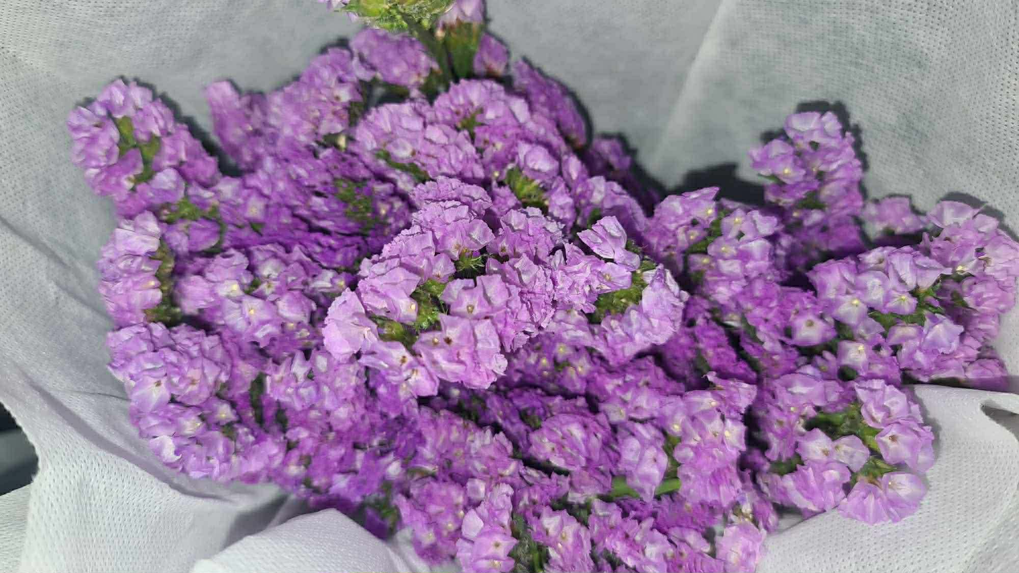 Sea Lavender - Purple
